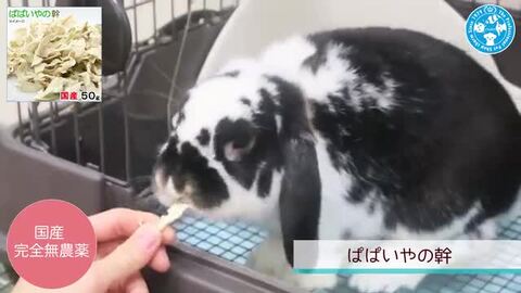 国産 パパイヤの葉 ３０ｇ お徳用パック 小動物用のおやつ 無添加 無着色 うさぎ モルモット 毛球ケア 関東当日便 charm  