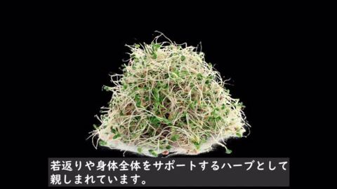 楽天市場】アルファルファ 種 500g 高品質 業務用 オーストラリア産