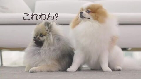 楽天市場】PePe ペット ドライルーム 軽量 ペットハウス