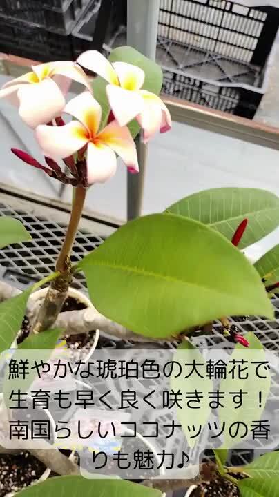 楽天市場】プルメリア クイーンアンバー Aグレード苗 5号鉢