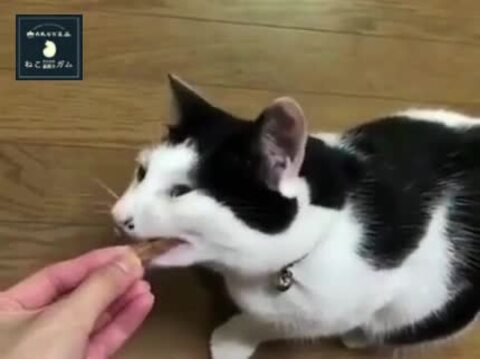 楽天市場】丹波なた豆茶ねこのための歯磨きガム 6袋セット ／ 猫