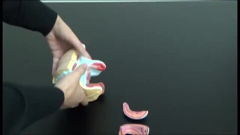 楽天市場】【大阪人体模型センター 正規品】人体模型 女性生殖器