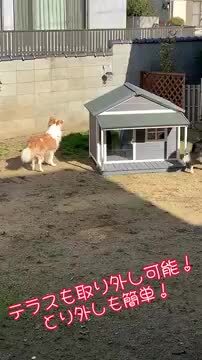 楽天市場】幅130センチ！！人気商品、大型 犬小屋！※超大型犬 犬