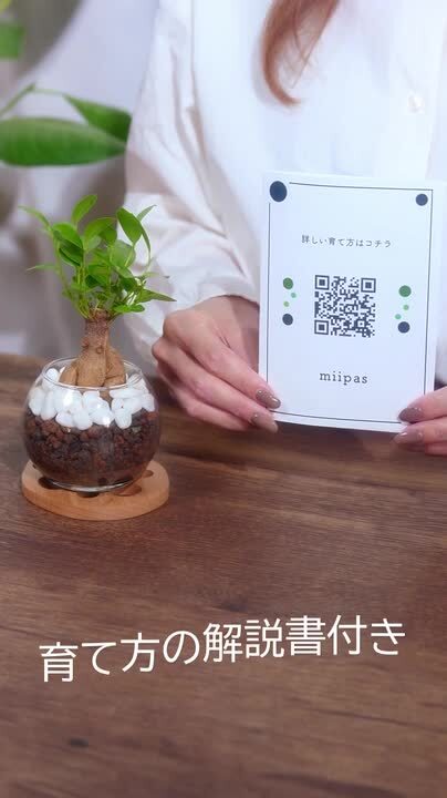 楽天市場】モンステラ 観葉植物 ハイドロカルチャー ミニ サイズ