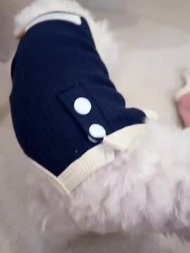 楽天市場】犬服 術後服 介護服避妊手術後服 去勢手術後服 介護服 春 夏 