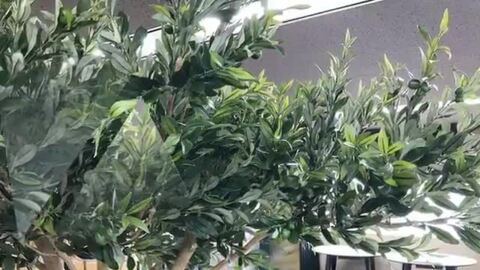 楽天市場】黒竹 100cm 3本立(フェイクグリーン 造花 人工観葉植物