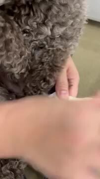 楽天市場】【NEW ロング5号6号】犬の靴 わんちゃんの 快適な靴 2本入 5