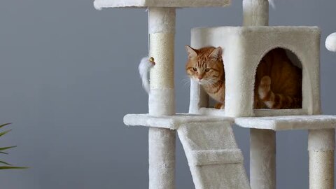 キャットタワー 猫タワー ハンモック 天然麻紐 運動不足解消 高さ162 cm FEANDREA キャットタワー 大型猫用 猫タワー 多頭飼い 人気