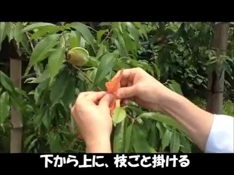 楽天市場】500枚 もも用 果実袋 K-7 早生桃袋＃7 白 Vカット