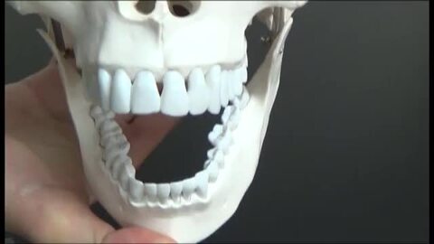 頭蓋骨模型　大阪引き取りもOK Amazon.co.jp: ミニ人間の頭蓋骨モデル、取り外し可能な頭蓋骨