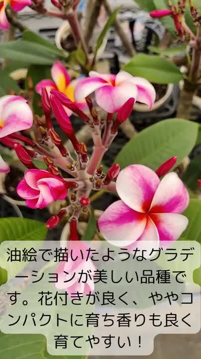 高さ約95㎝枝分かれタイプのプルメリア8号鉢・エルシー 高さ約95㎝枝分かれタイプのプルメリア8号鉢・エルシー