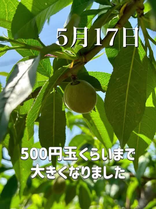 ❤︎ キズあり（小さめ含む）ワッサー 12Kg ❤︎ キズあり（小さめ含む）ワッサー 12Kg