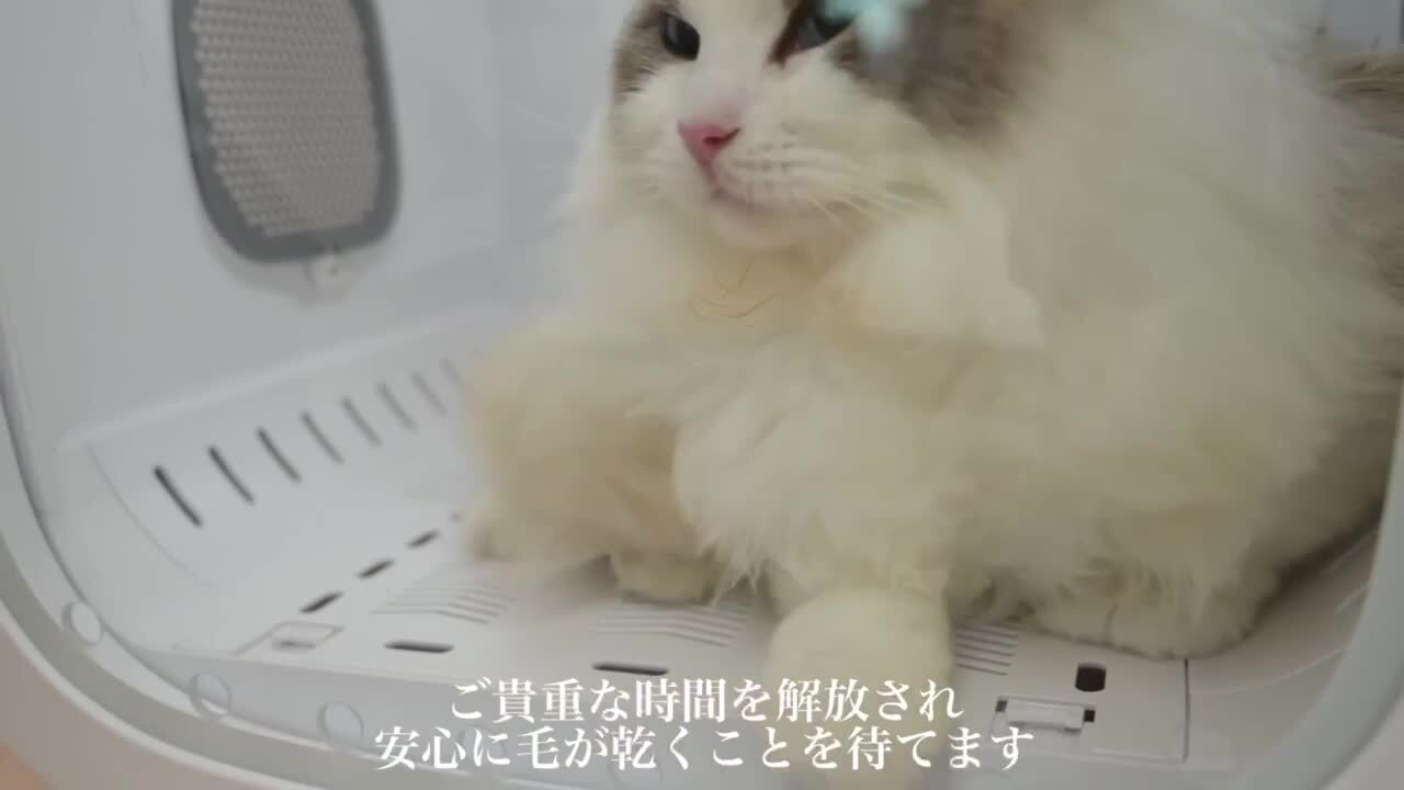 楽天市場】先着50名様☆5％クーポン！【雑誌ananに掲載】ペット