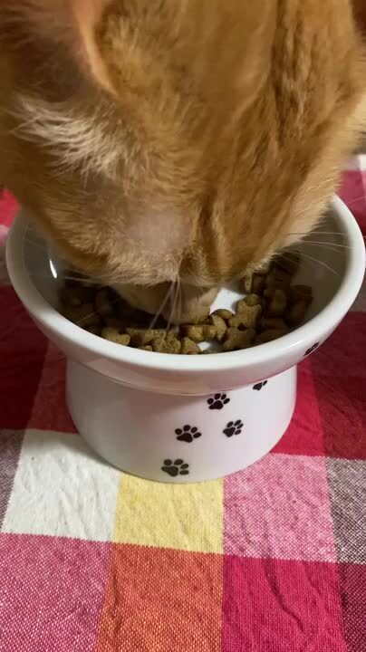あこにこ　PURINA PRO PLAN ドライフード 2kg2個 楽天市場】選べるおまけ PURINA ピュリナ PRO PLAN プロプラン