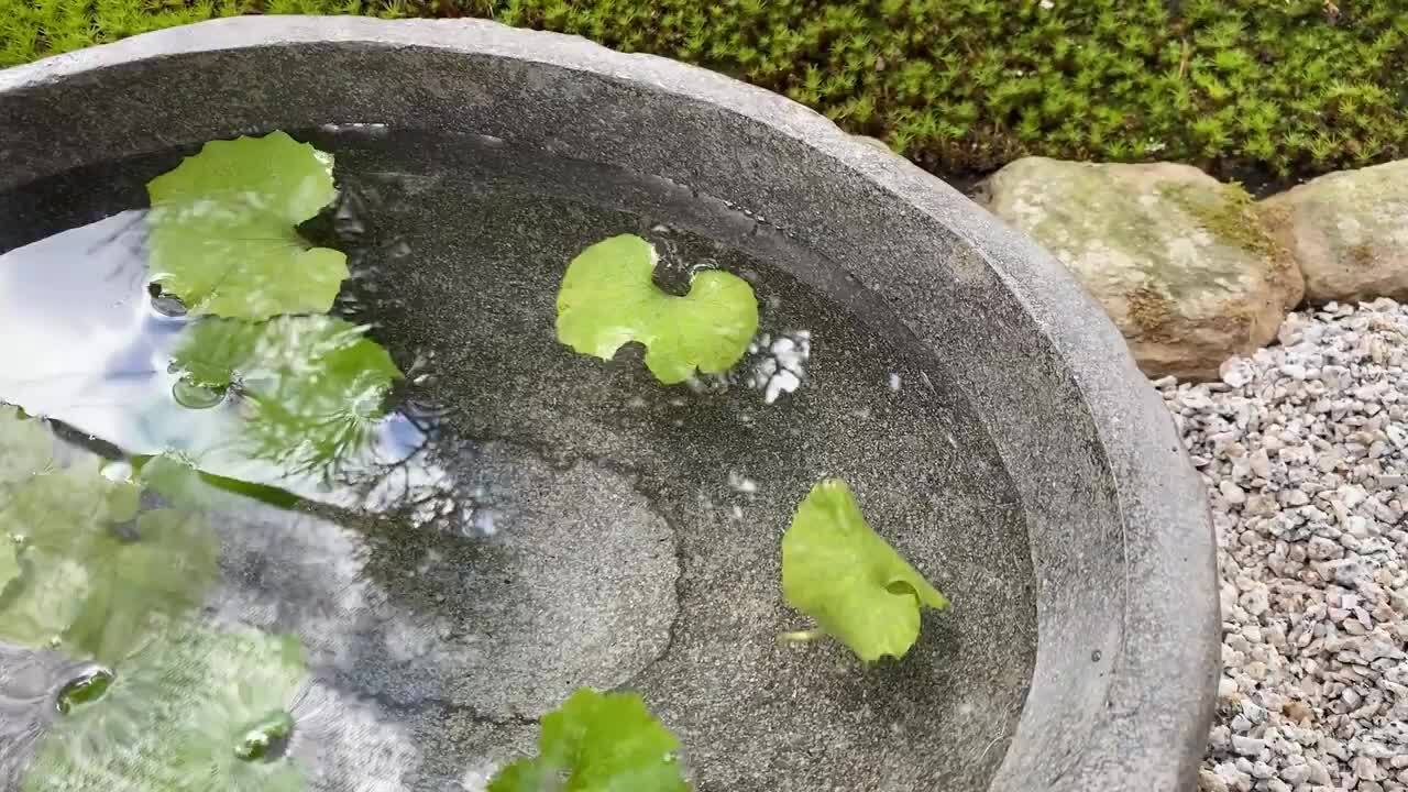 楽天市場】スイレン鉢 （40.5×30×14cm 14.5kg L）【 水鉢 石 つくばい
