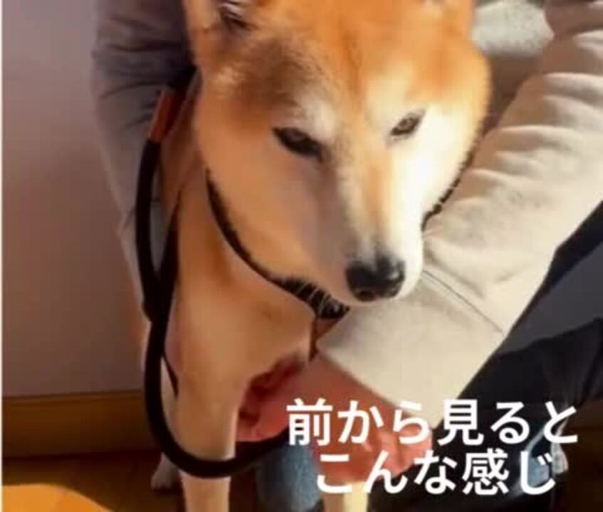 楽天市場】boo'oh リード一体型 Ray ハーネス 4色 小型犬 首輪一