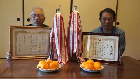 訳あり　2箱セット　LL 国産バレンシアオレンジ　送料無料 楽天市場】バレンシアオレンジ M/ Lサイズ 2kg めずらしい国産