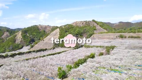 ガーベラ南高梅15キロ 楽天市場】☆4以上レビュー90%超/訳あり 紀州南高梅 350g / 1kg