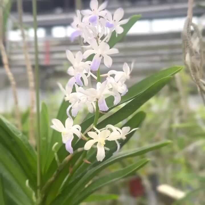 楽天市場】香りの新品種 洋ランの苗『風蘭系交配種 オーシャン
