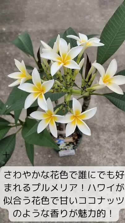 プルメリア特大株枝わかれ3種 プルメリア特大株枝わかれ3種 プルメリア特大株枝わかれ3種 その他