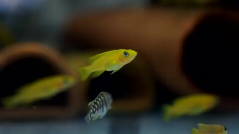 楽天市場】(熱帯魚)ネオランプロログス レレウピー (約3cm)(1