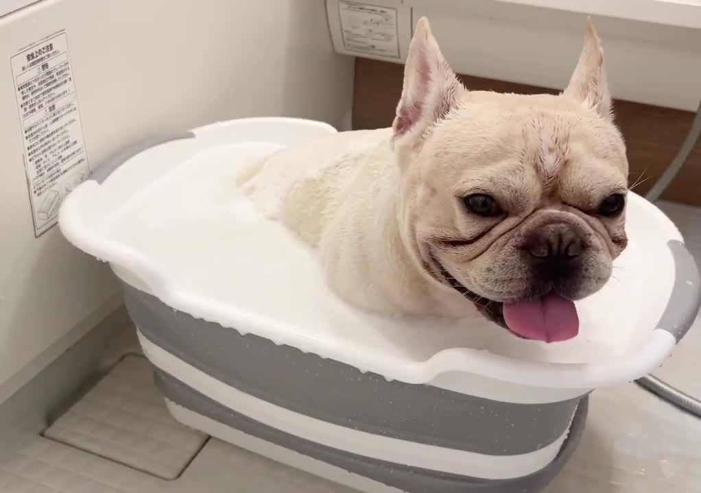 楽天市場】犬 お風呂 ペットバス ペットのお風呂 ペット用バスタブ