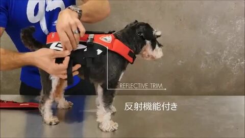 楽天市場】オーストラリア EZYDOG社 イージードッグ 犬用(ドッグ