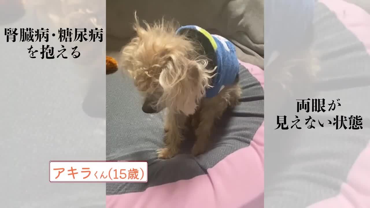 sold out ペットウェア 楽天市場】医療機器メーカー発！F'swish テラヘルツ 犬介護服 犬