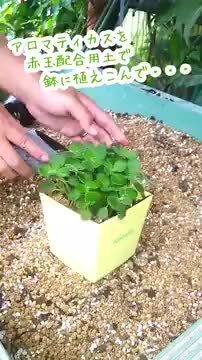 楽天市場】ハーブ苗 【 斑入り アロマティカス 「 ライムシャワー