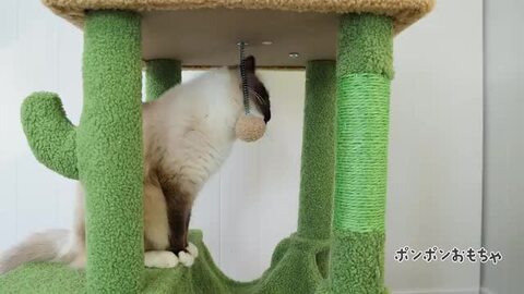 キャットタワー 突っ張り サボテン スリム 高さ調整幅205~255cm 送料無料 キャットタワー 突っ張り サボテン スリム 太い支柱