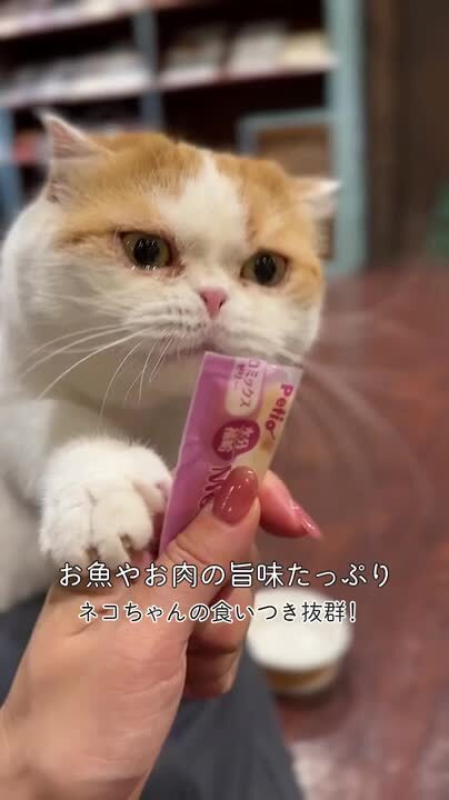 10%OFF！ひんやり特集】メルトジュレ 水分補給 マグロ＆カニ味