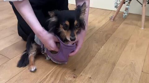 楽天市場】【クリックポスト送料無料】犬 ハーネス 胴輪 ウエア