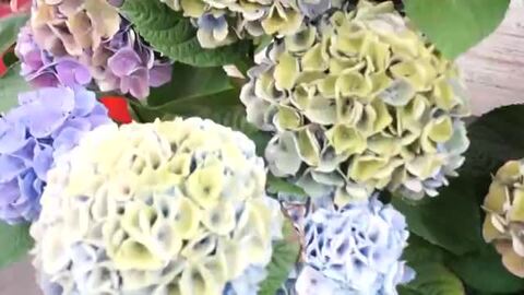 お花 楽天市場】母の日 プレゼント 花 ギフト 花鉢 鉢花 アジサイ