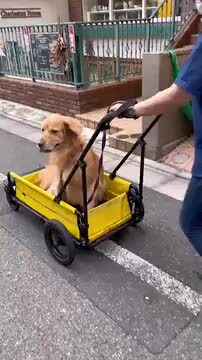 楽天市場】[AirBuggy エアバギー]キャリッジ【本体のみ】（中型犬／大型犬向け 介護カート）[メーカー直送] : アイアンバロン