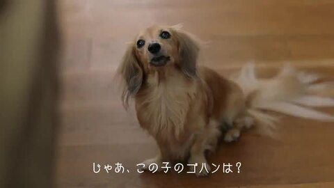 ニュートロ シュプレモ カロリーケア 選べる2箱(24個×2箱) 子犬用・成犬用・シニア犬用 送料無料 ペット用品 フォアモスト