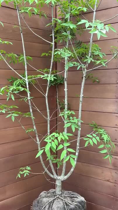 楽天市場】【現品お届け】アオダモNO7【庭木 植木 落葉樹