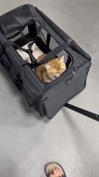 楽天市場】ペットキャリー 折りたたみ キャスター付き 小型犬