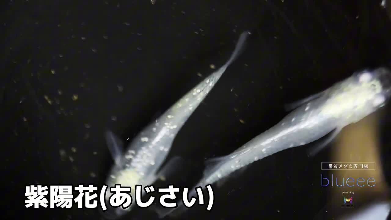 楽天市場】[+1]ペアおまけ中【送料無料】メダカ めだか ペアセット セット 販売 紫陽花 成魚 ペア 改良 めだか ムラサキ 販売 水槽 かわいい  可愛い 種類 人気 ビオトープ 鉢 餌 高級 生体 【死着保証】販売 観賞魚 初心者 品種 人気 室内 紫 めだか 紫色 メダカ屋