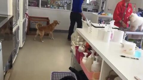 楽天市場 前田家限定クーポン配布中 ぶるぴた １個 吠える犬 走りまわる犬がピタリ と落ち着く トリマーの必需品 使い方 大山田式 犬のしつけdvd付 日本製 商品の色は随時変更されます 犬用 ペット ペット用品 しつけ 無駄吠え 小型犬 送料無料 Maedaya