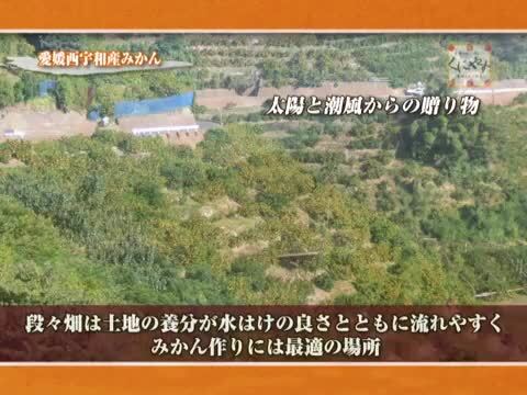 楽天市場】☆愛媛が誇る 高級みかん 希少品種 ☆創業84年 愛媛