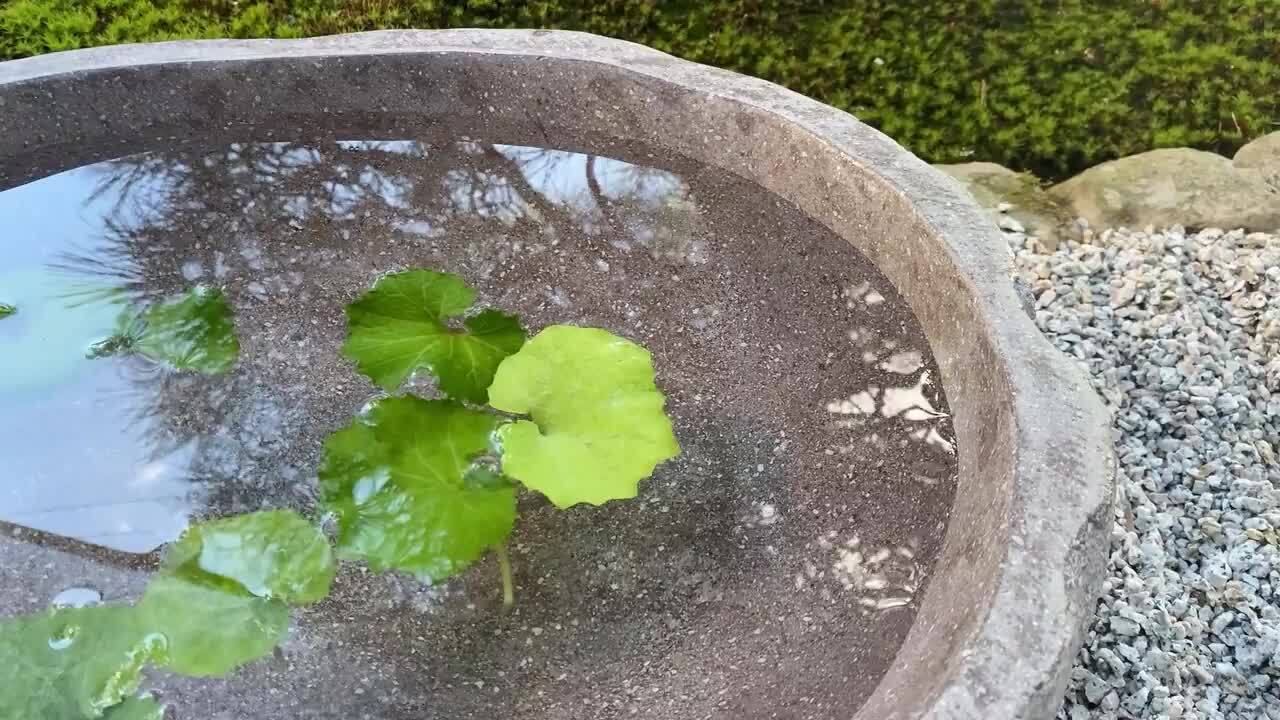 大きな自然石風水鉢 オリジナルメダカ鉢 80センチ No.167 植木鉢