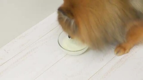 愛犬用（犬猫用） 濃厚国産生ヤギミルク プレミアム6本セット【冷凍】 犬 猫 生 フレッシュ ヤギ 美味しい 国産 無添加 搾りたて  カルシウム やぎミルク ゴート 新鮮 冷凍 安心 安全 仔犬 老犬 成犬 帝塚山ハウンドカム 