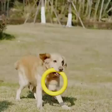 楽天市場】中型犬 大型犬 リング ボール 犬用フリスビー ドッグ