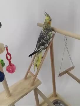 ロープパーチ バードアスレチック オモチャ沢山全長約280 cm 150