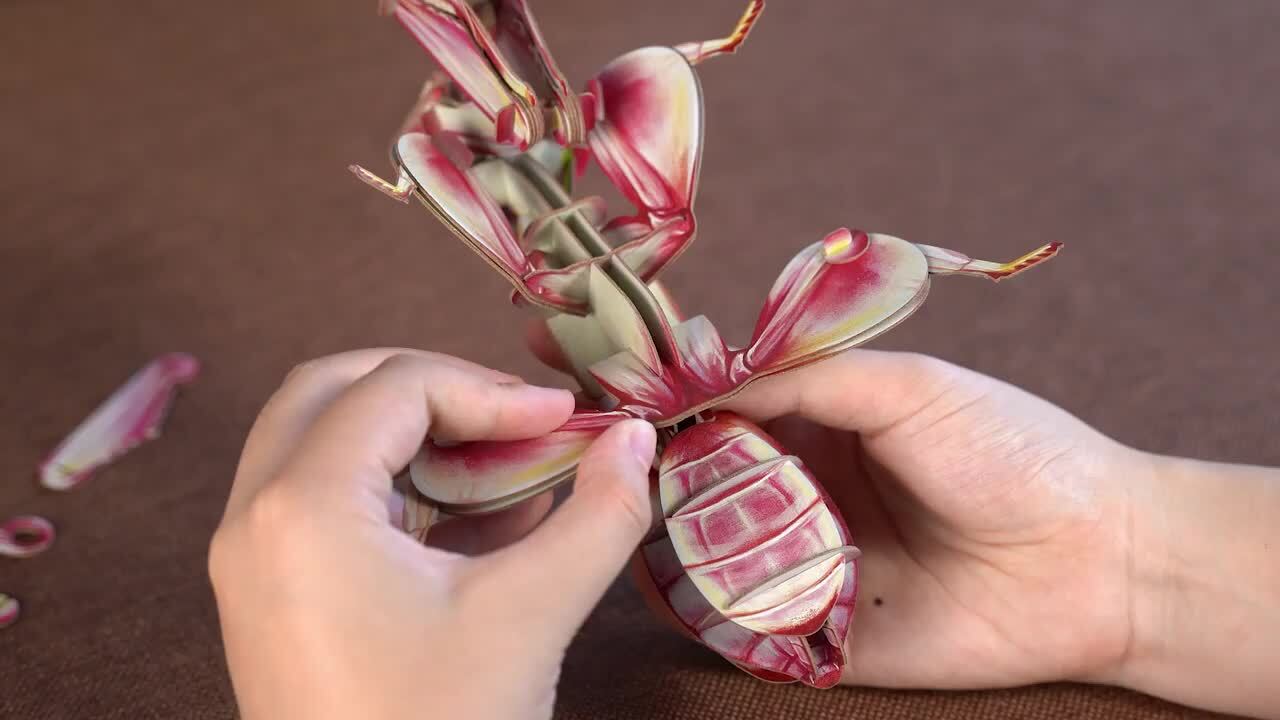 ケムンパス出品 オオカマキリ立体標本2点 ケムンパス様 専用出品 オオカマキリ立体標本2点