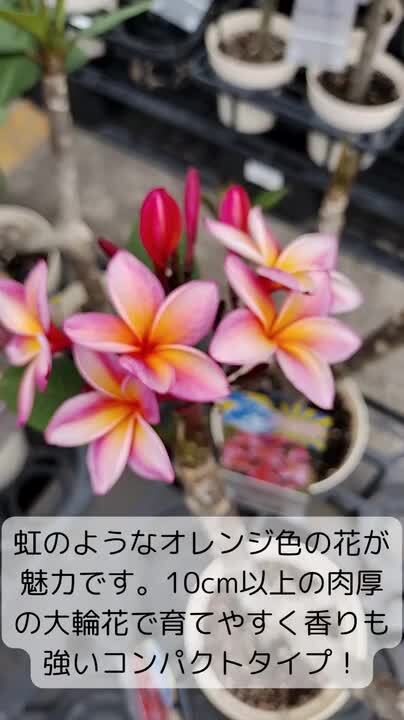 楽天市場】プルメリア ドルチェミーア Aグレード苗 5号鉢