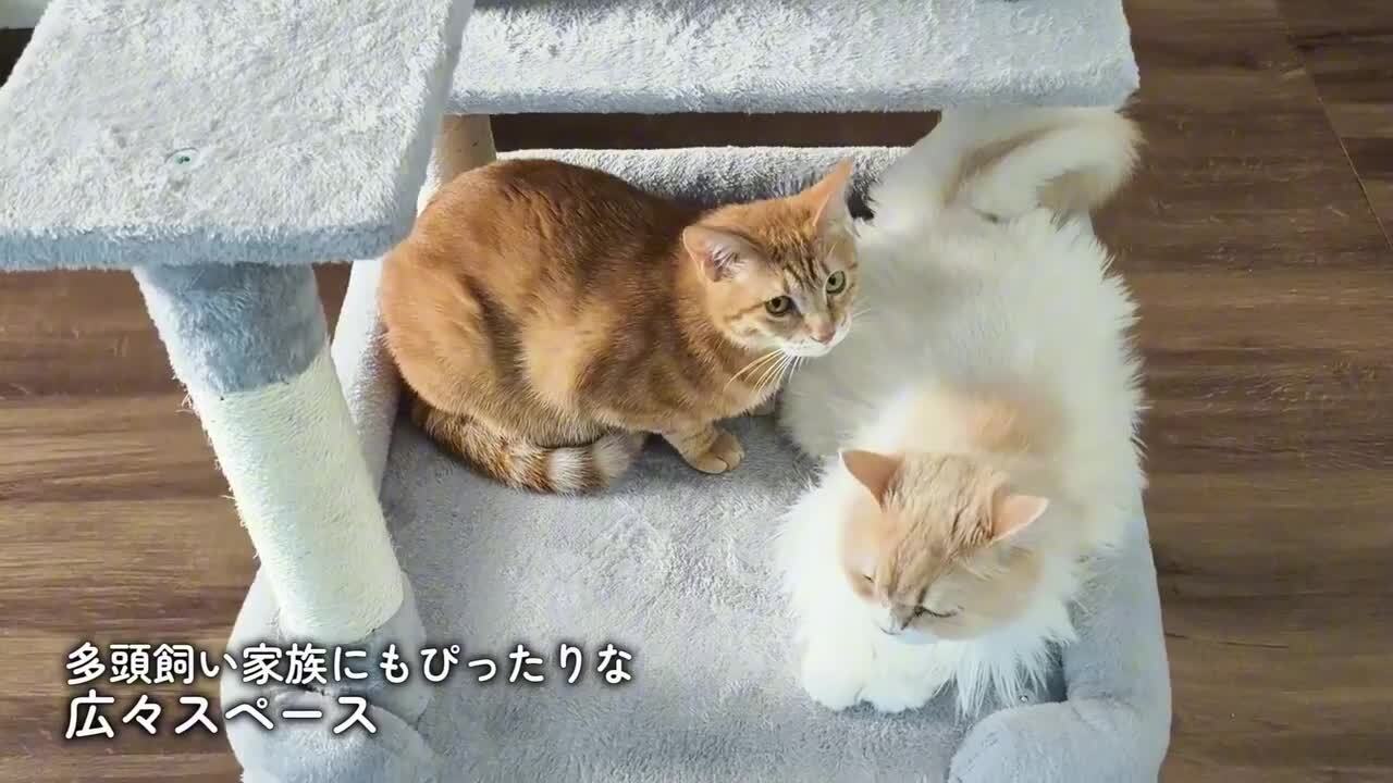 猫猫ちゃん専用 猫ちゃんテンション爆アゲBOX | ペット用品（猫） 通販