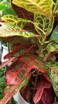 楽天市場】【送料無料】クロトン エクセレント 中型 観葉植物 7