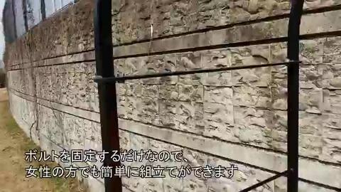 薔薇 バラ苗】 ルイ14世 長尺苗 <br>オールドローズ old <br