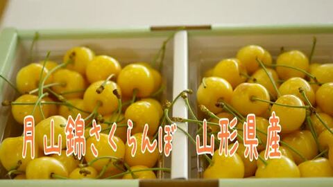 楽天市場】月山錦さくらんぼ販売 500g バラ詰め L〜3Lサイズ